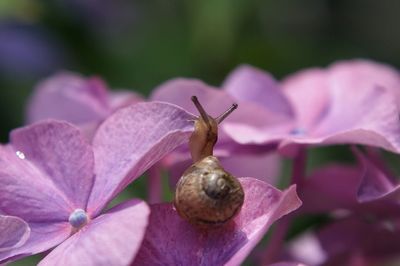 Close-up of snail on pink flower