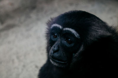 Close-up portrait of a monkey