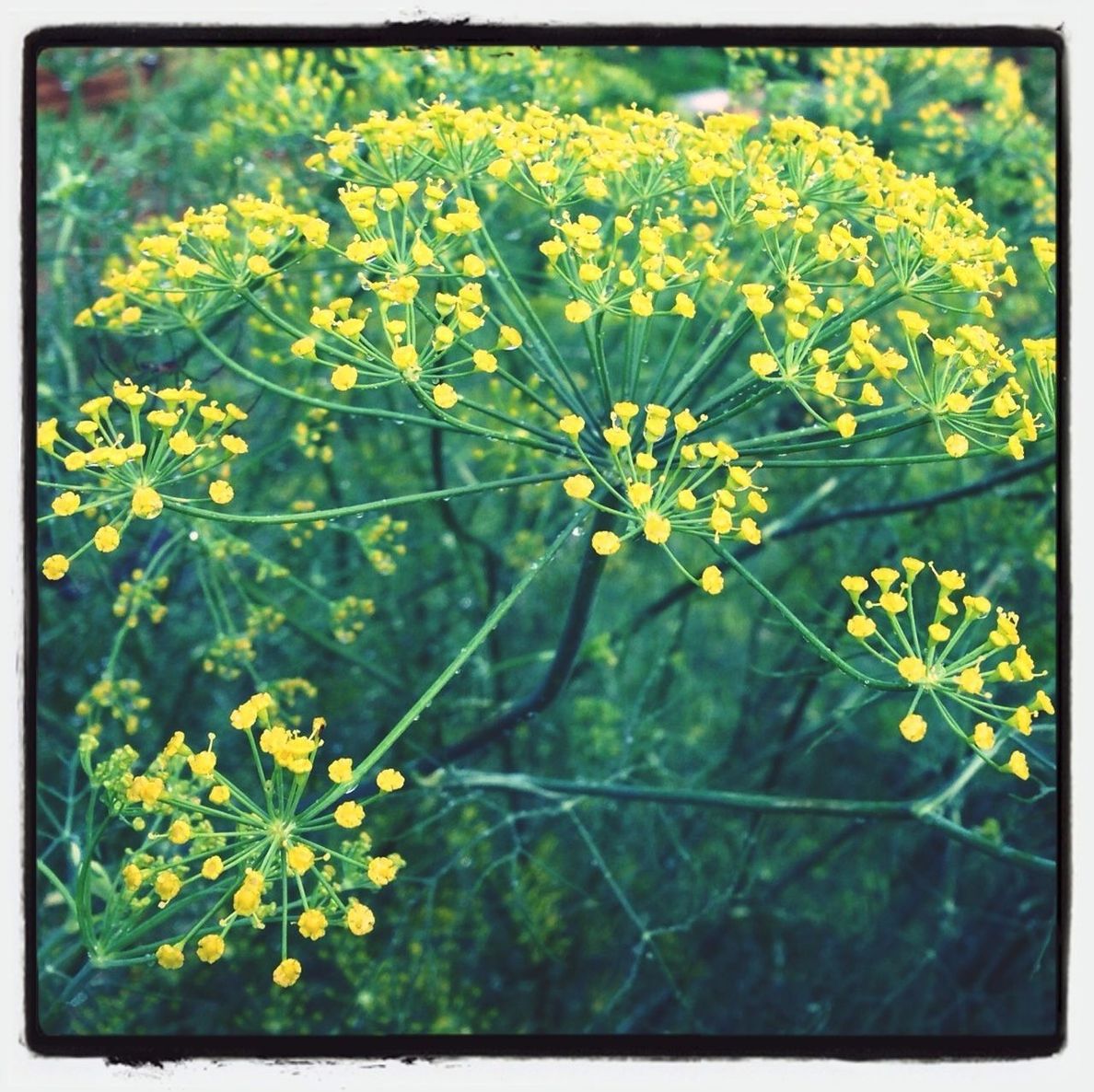 flower, transfer print, yellow, freshness, growth, fragility, auto post production filter, petal, beauty in nature, nature, flower head, plant, blooming, blossom, in bloom, close-up, focus on foreground, stem, outdoors, botany