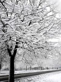 Close-up of bare tree during winter