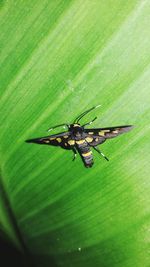 High angle view of fly on leaf