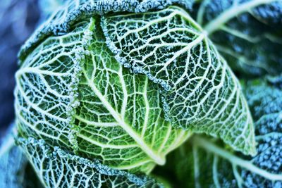 Close-up of frpzen cabbage