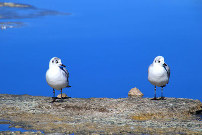 Seagulls perching on a sea