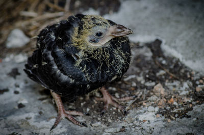 Close-up of bird