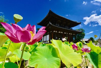 Close-up of pink lotus against sky