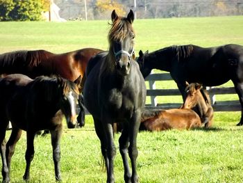 Horses grazing on grassy field