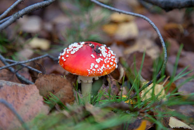 Close-up of fly agaric mushroom on field