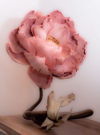 Close-up of pink flower on table against white background