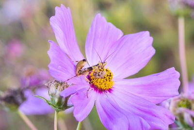 Close-up of butterfly pollinating on purple flower