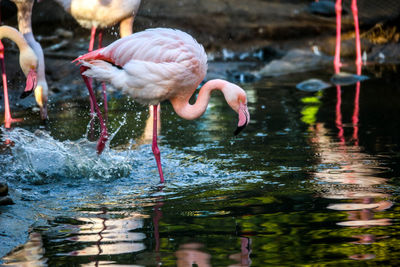 View of flamingo bird drinking water