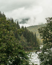 Scenic view of forest against sky