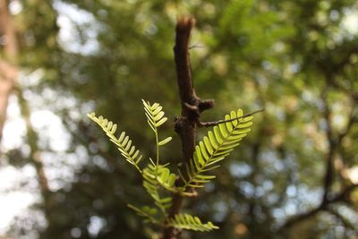 Low angle view of leaves on tree