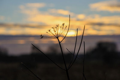 Close-up of silhouette plant on field against sunset sky