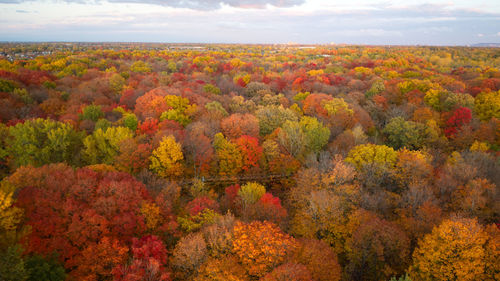 Scenic view of autumn trees and plants against sky