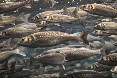 Flock of fish swimming in sea