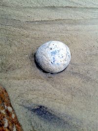 Close-up of seashell on pebbles