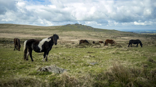 Horses on field against sky