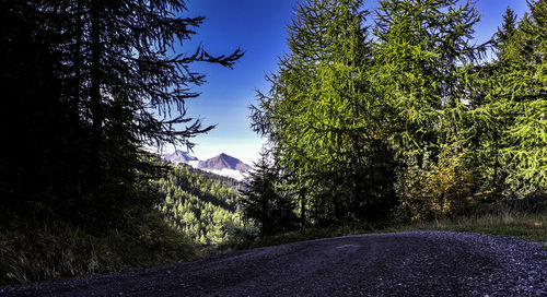 Road amidst trees against sky