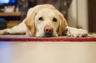 Close-up portrait of dog