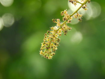 Close-up of flowering plant against blurred background