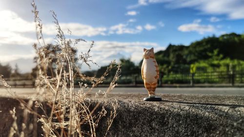 Plants on field against sky