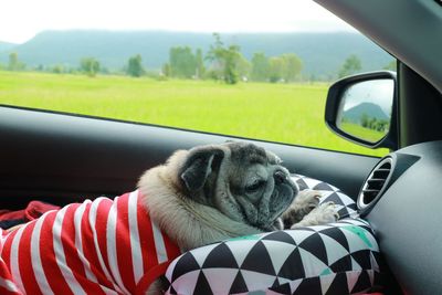 Dog resting on a car