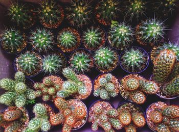 Full frame shot of succulent plants