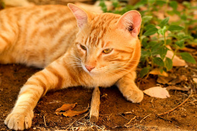 Portrait of ginger cat