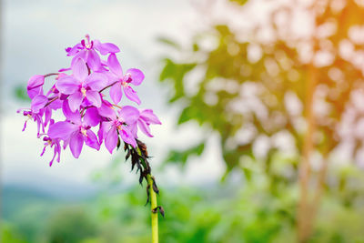 Close-up of pink flowering plant