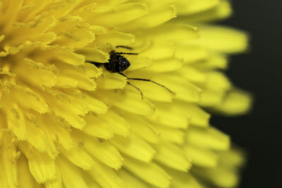 Close-up of insect on yellow flower