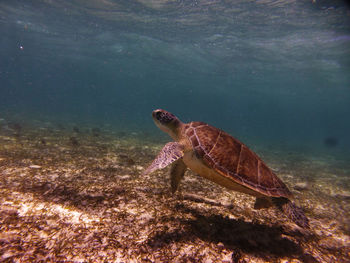 Close-up of turtle swimming in sea