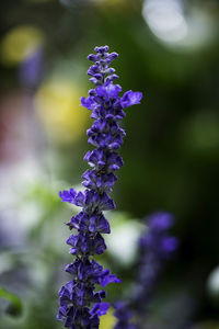 Close-up of lavender blooming outdoors