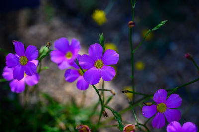 Close-up of purple flowering plants