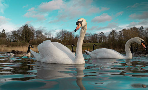 Swans swimming in lake against sky