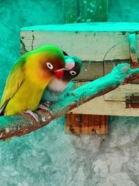 View of parrot perching on wood
