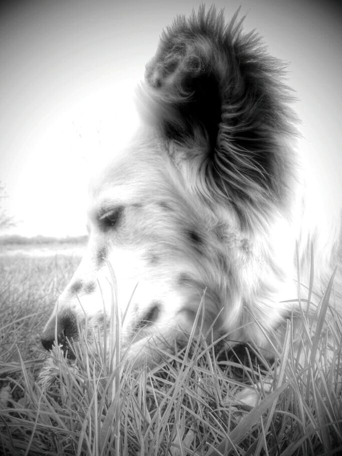 CLOSE-UP OF DOG IN FIELD