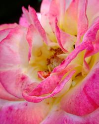 Close-up of pink rose flower