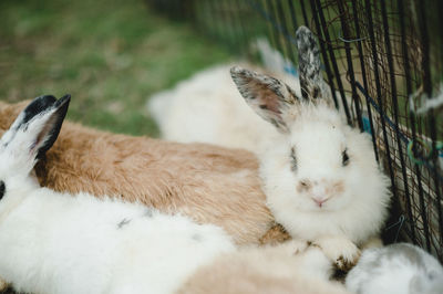 Close-up of rabbit