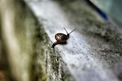 Close-up of snail