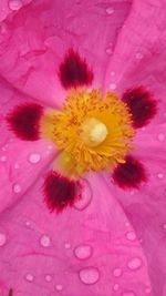 Close-up of pink flower