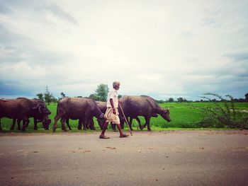 Side view of man by water buffaloes walking on road against cloudy sky