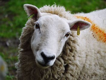 Close-up portrait of sheep