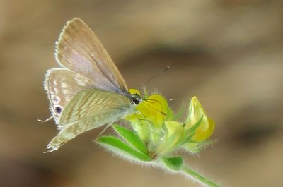 Close-up of butterfly pollinating on flower