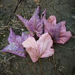 High angle view of dry maple leaf on land