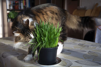 Closeup of a sweet domestic cat chewing cat grass from a pot on a table in a room. 