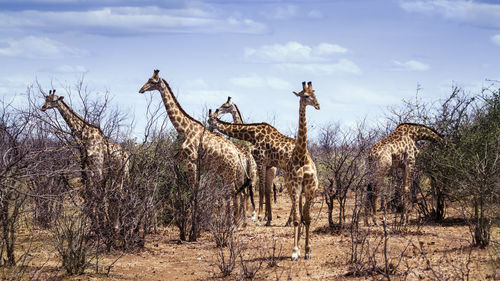 Giraffes grazing on field against sky