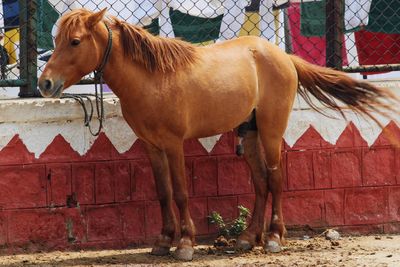 Horse standing in a fence