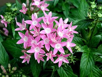 Close-up of pink flowering plants