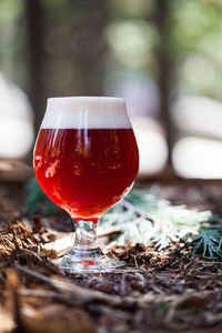 Close-up of wineglass in forest