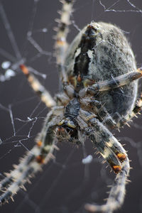 Close-up of spider on web